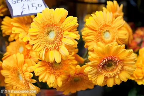 黄色非洲菊黄色野菊花 黄色非洲菊黄色野菊花