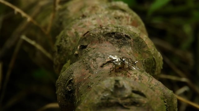 昆虫, 蚂蚁, 哥伦比亚