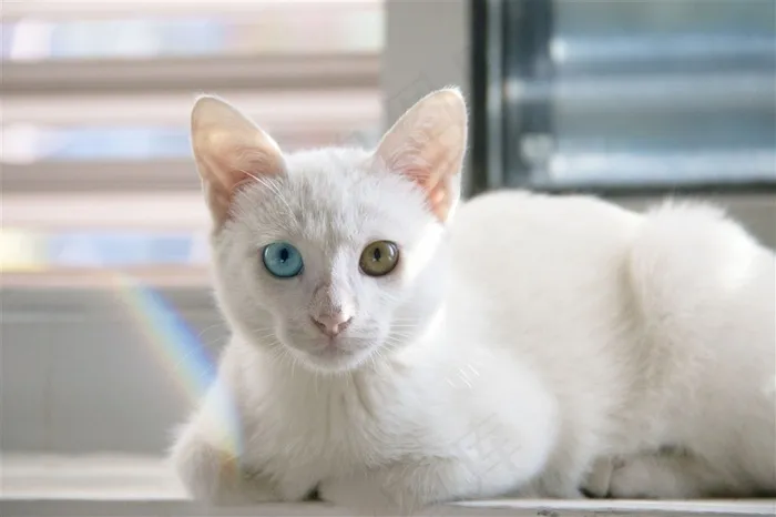 可爱的宠物猫素材