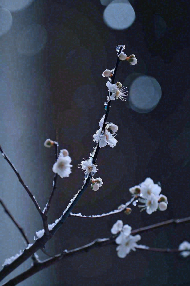 冬天雪花枝叶植物简约意境，冬季小雪大雪冬至摄影图(896x1344)