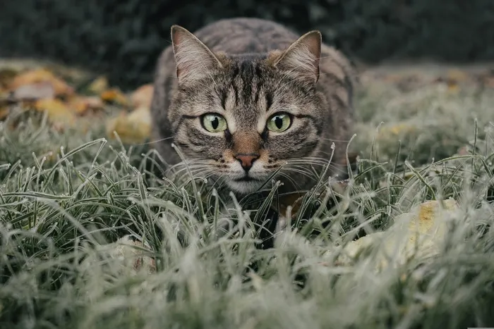可爱猫猫图片