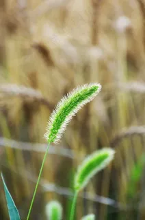 狗尾巴草图片 狗尾巴草图片