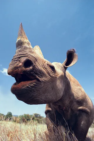 草原野生犀牛图片