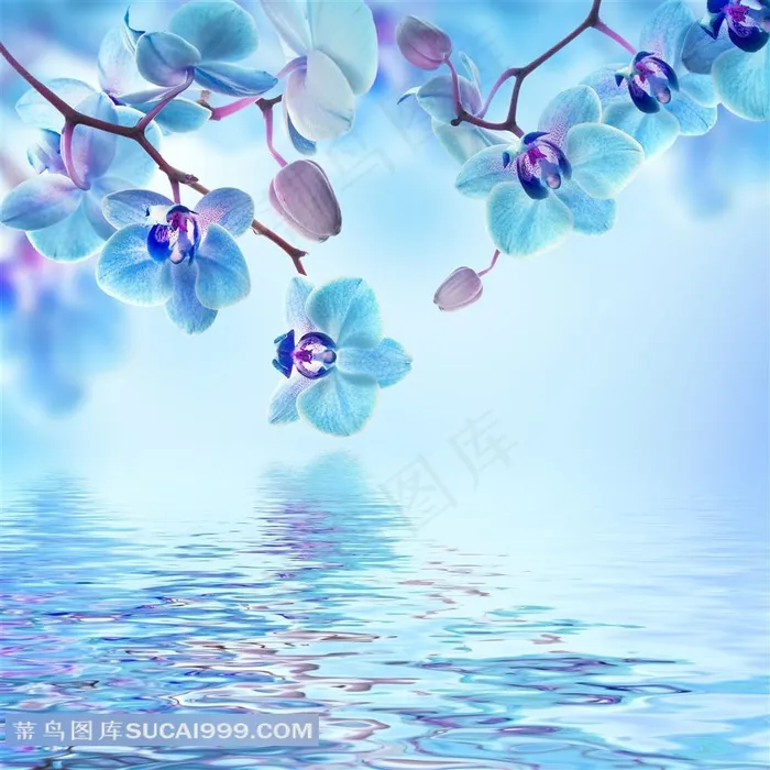 美丽兰花图片