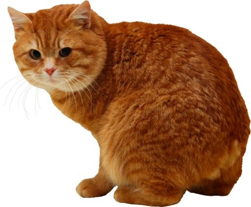 猫 PNG免抠(2336x1928)