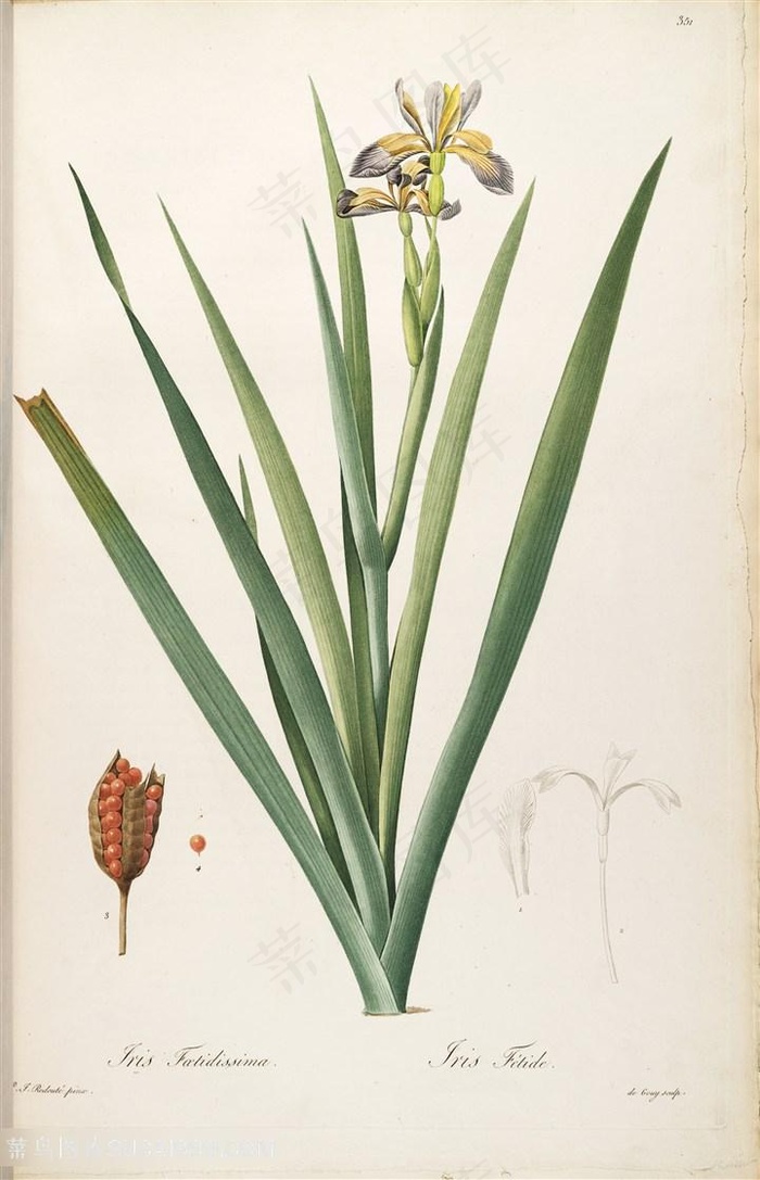 雷杜德原版高清唯美兰花植被花草图谱