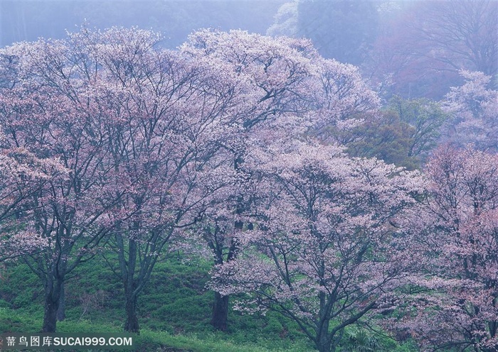 花海世界-雾气迷漫的樱花树