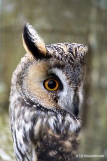 偷窥的猫头鹰图片