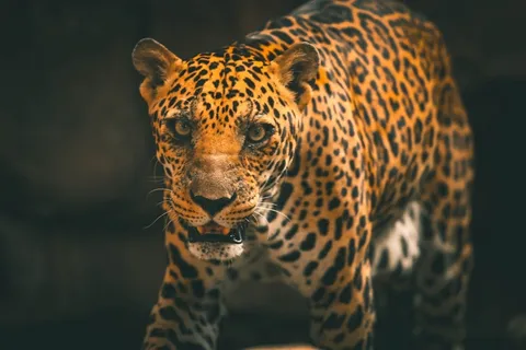 凶猛野豹图片 凶猛野豹图片