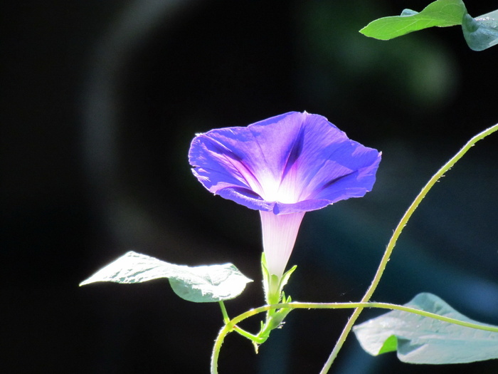 牵牛花蔓图片