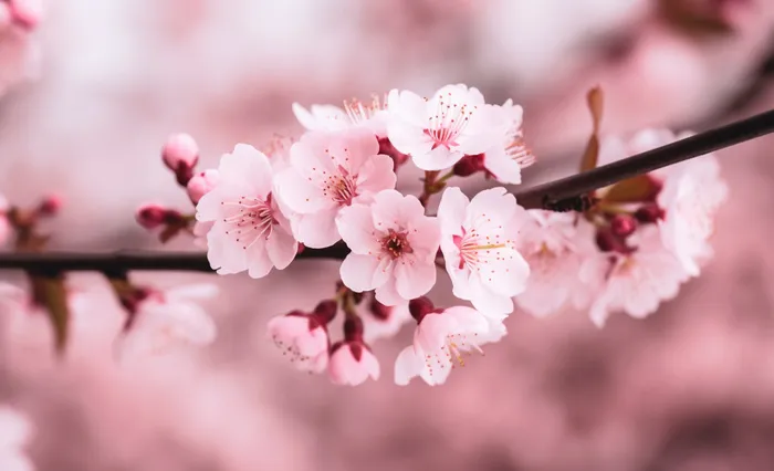 樱花盛开的壁纸以风格下载插画背景(5568x3392)