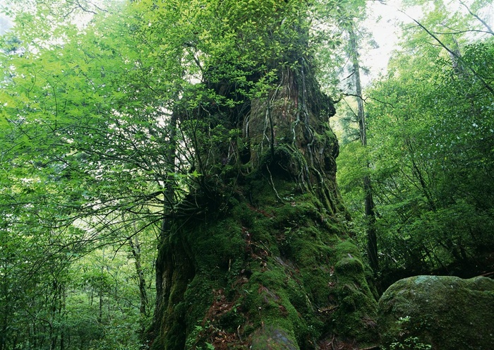 树木风景森林摄影图片