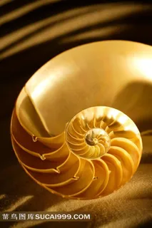 大海的贝壳和海螺