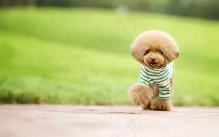 小泰迪狗狗图片
