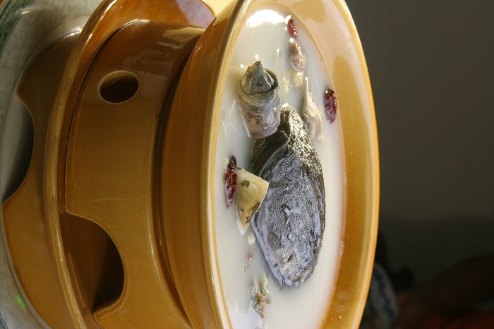 滋补甲鱼 (1)