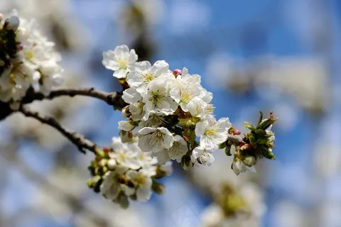 树花苹果花白色的花盛开开花 树花苹果花白色的花盛开开花