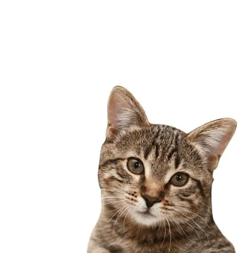 带条纹的猫头 PNG免抠(975x1017)