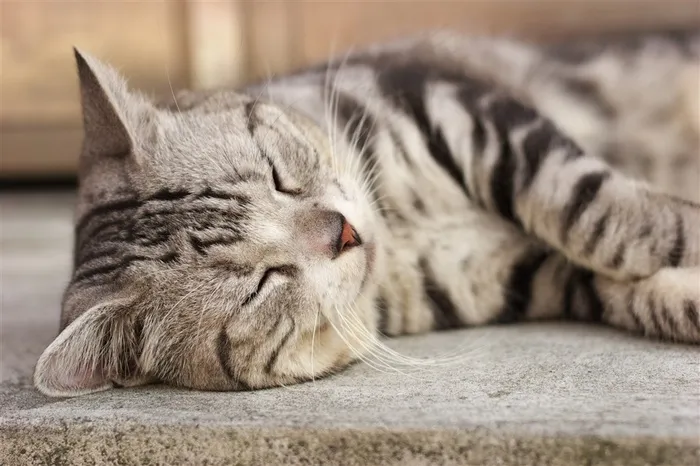 宠物猫调皮图片素材