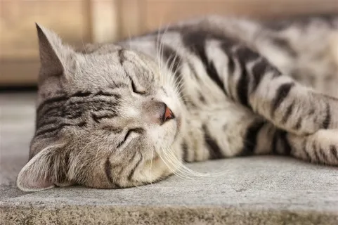 宠物猫调皮图片素材 宠物猫调皮图片素材