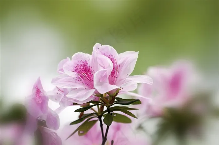 露出花蕊的盛开的花朵