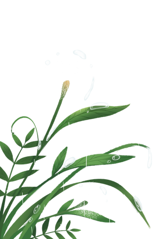 节气雨水春天水滴蒲公英青草下雨