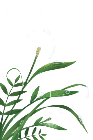 节气雨水春天水滴蒲公英青草下雨