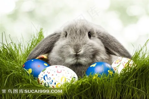 高清彩蛋小灰兔子图片下载