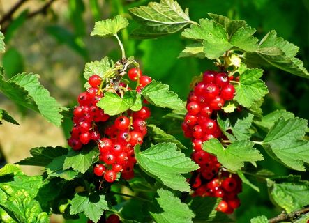 野生红醋栗水果图片