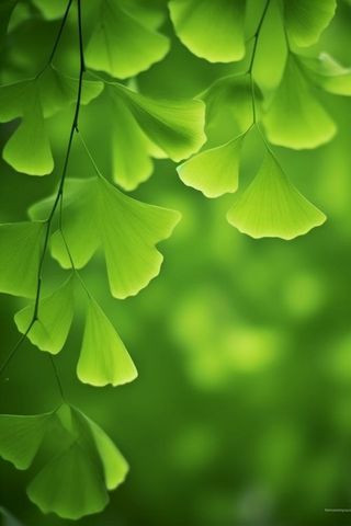 绿色银杏叶背景