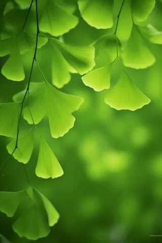 绿色银杏叶背景