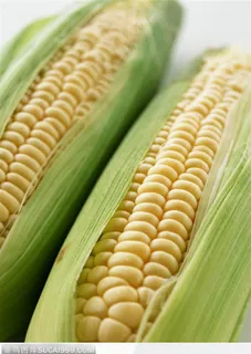 蔬菜瓜果-饱满的金色玉米