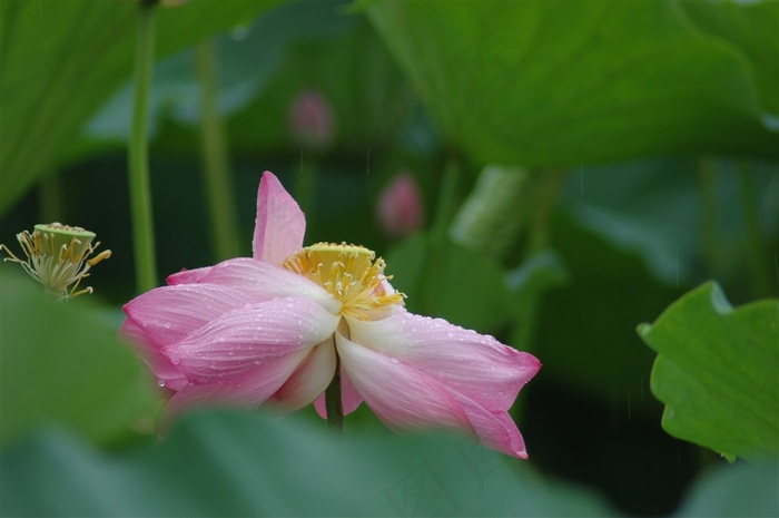 雨后荷花图片