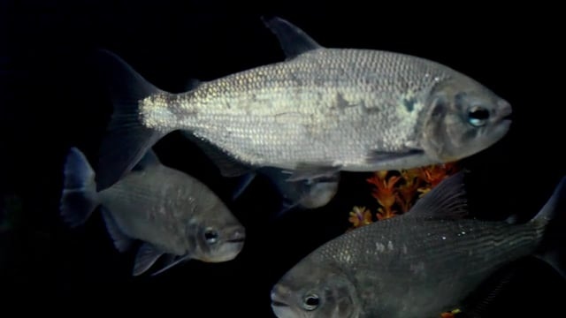 鱼, 淡水, 水, 鳍, 游泳, 秤, 自然, 巴西