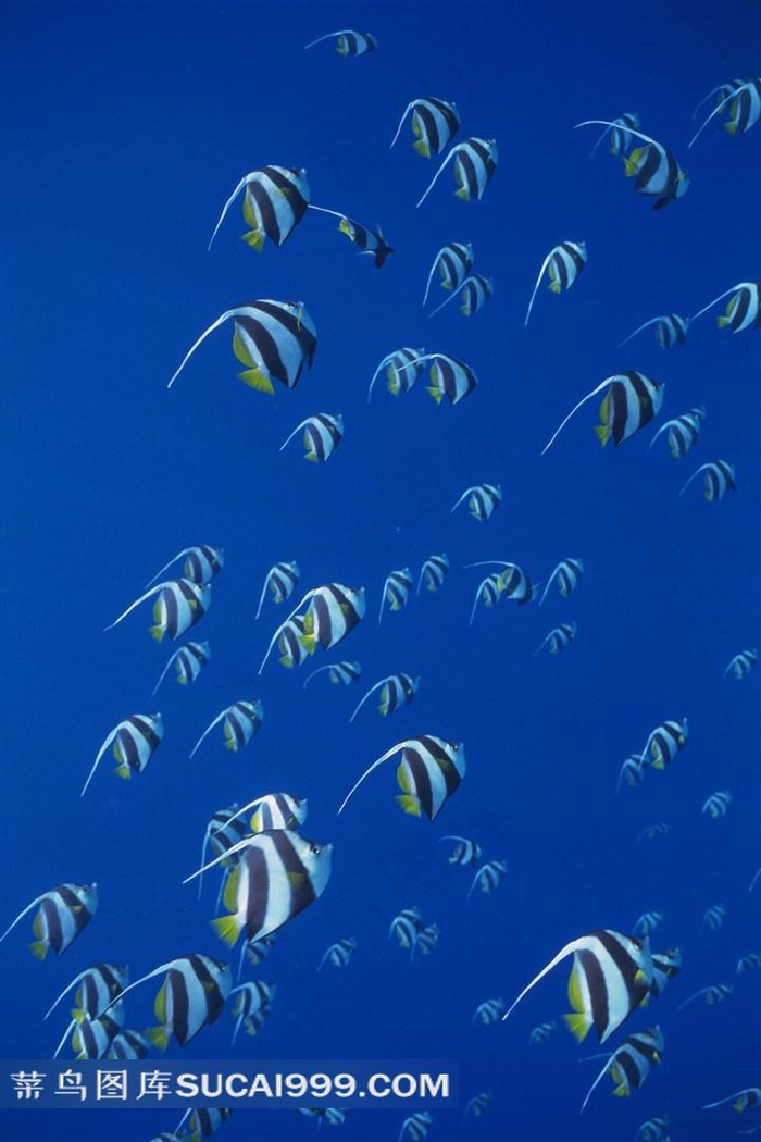 海洋浅水鱼类高清写真素材美图