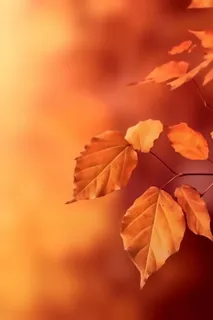 金黄色落叶秋季傍晚背景