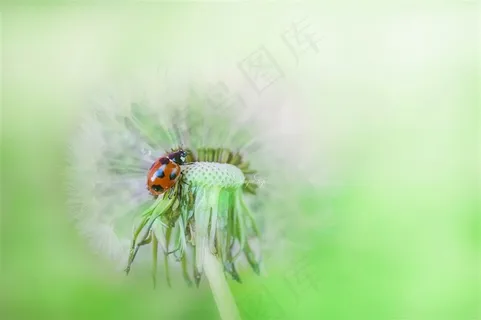 唯美瓢虫蒲公英鲜花图片 唯美瓢虫蒲公英鲜花图片