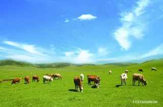 草原牛群风景图片