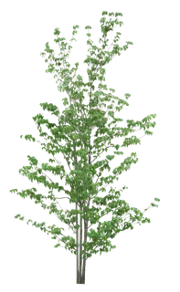 高清树木素材 免抠PSD植物素材 美术绘画园林贴图 树草灌木花草