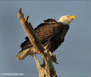 孤傲的老鹰图片鸟图片