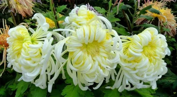 白色盛开的菊花 白色盛开的菊花