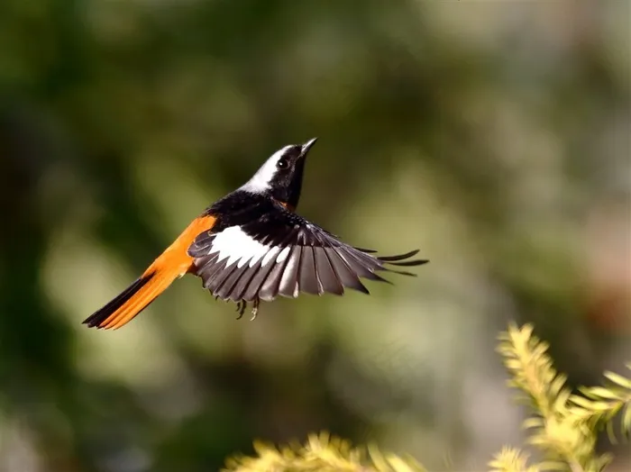 鸟类大全北红尾鸲展翅图片