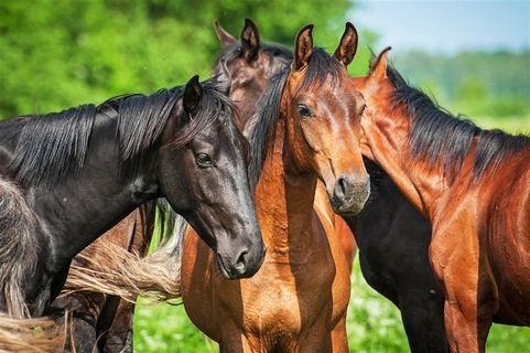 骏马动物写真素材大图