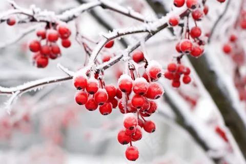 白霜覆盖在红色果实上霜降摄影图
