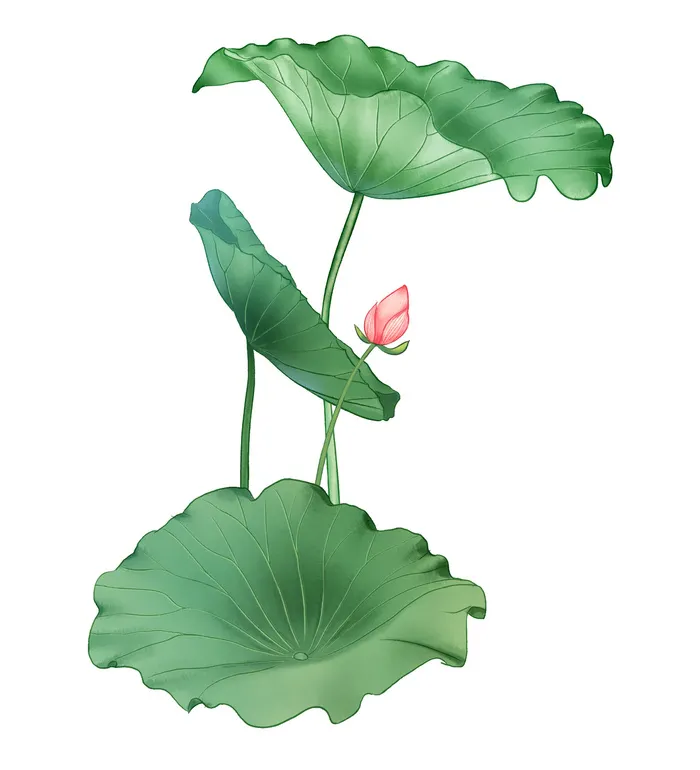 国潮中国风手绘荷花莲花荷叶莲藕植物花卉装饰插画PSD设计素材