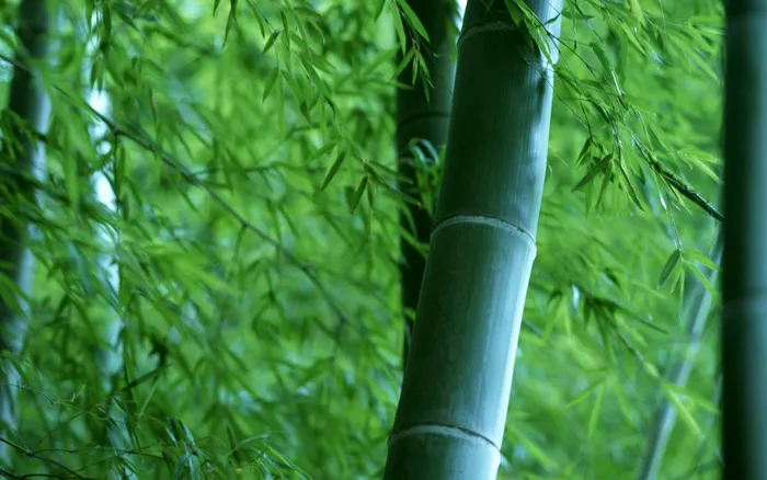 高清竹子竹林