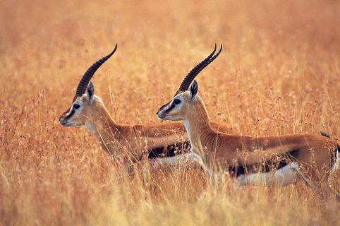 两只藏羚羊图片