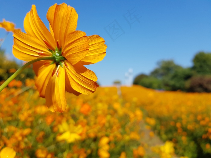 格桑花摄影壁纸图片