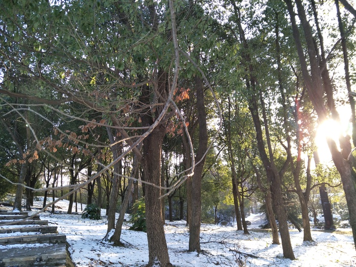 雪后的景色