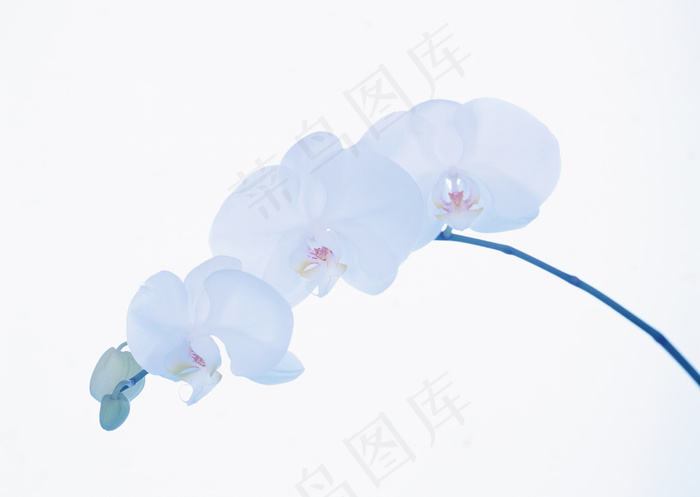 花草特写 1649