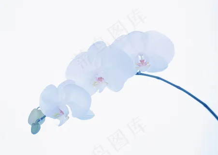 花草特写 1649 花草特写 1649